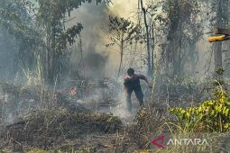 Disbun Papua Tengah: 1.052 sawit di Nabire rusak karena karhutla