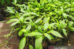 Fakultas pertanian UNJA dorong petani Jambi hasilkan bibit cabai unggul
