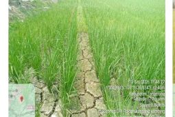 Distan Banten lakukan pompanisasi antisipasi meluasnya sawah kekeringan