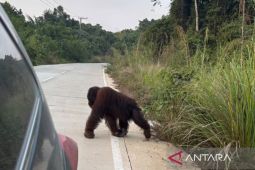 BKSDA turunkan tim pantau keberadaan orangutan di jalan poros Sangatta-Rantau Pulung