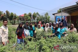 PNM Perkuat Klaster Budidaya Cabai Nasabah di Kerinci