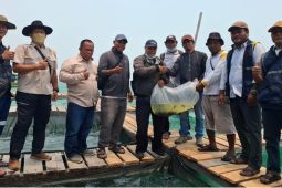 DKP Kalimantan Barat dan KIPP tebar 5.000 bibit kerapu untuk nelayan Pelapis