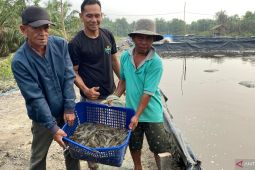 BUMDes Amanah Rakyat Nagur panen perdana udang vaname, satu kolam raup untung Rp20 juta
