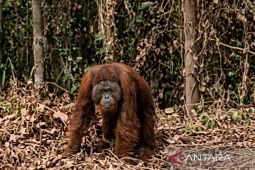 BKSDA jelaskan kronologi penanganan orangutan di Kutai Timur