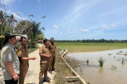Aceh Timur pulihkan 8.074 hektare sawah terdampak bencana