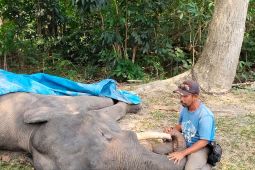 BKSDA: Seekor gajah jinak mati di Riau akibat gangguan pencernaan
