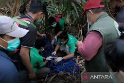 BKSDA Kaltim evakuasi orang utan kurus di Desa Menamang Kanan