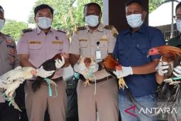 BKHIT Maluku musnahkan puluhan ekor unggas tanpa dokumen karantina