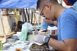 Kepulauan Seribu lakukan vaksinasi 111 ekor kucing cegah penyebaran rabies