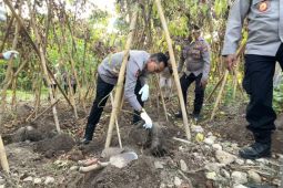 Polda Maluku dorong pengembangan budi daya Uwi Ungu sebagai pangan lokal