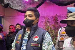Kronologi Terbongkarnya oknum PPPK Kementerian PU tanam pohon ganja di Cileunyi