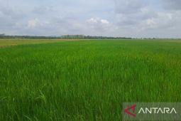 DPKP: Bangka Selatan bantu defisit stok beras di empat kabupaten