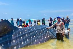 Hiu Paus sepanjang 9 meter ditemukan mati terdampar di Wakatobi