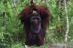 BOSF tegaskan komitmen perlindungan area konservasi Samboja Lestari