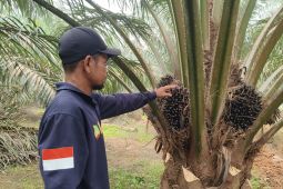 Harga tertinggi TBS sawit di Kalimantan Barat capai Rp3.696,64 per kilogram