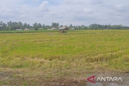 Pemprov Babel percepat Bangka Barat sebagai daerah swasembada beras