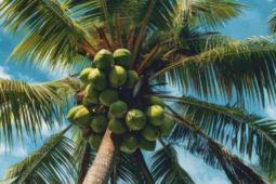 Kemenkum Malut dan Pemkab Sula percepat kelapa Nui Sua jadi Indikasi Geografis