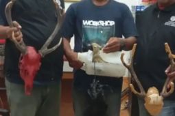 BKSDA Maluku amankan tiga burung dilindungi dari penumpang KM Sangiang dan KM Labobar