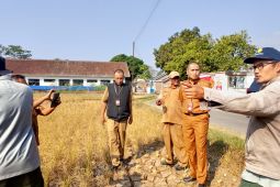Dispertan Garut menyiapkan bantuan benih untuk sawah puso dampak kemarau
