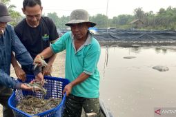 Dari lumpur jadi rupiah, BUMDes Amanah Rakyat Nagur ubah tambak jadi ladang harapan