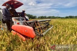 Bupati Aceh Barat sebut 6.000 Ha sawah siap untuk panen tahun ini