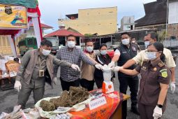 Kejari Karo Musnahkan 2,4 Kg Ganja dan Puluhan Gram Sabu