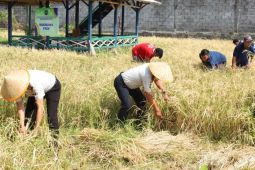 Lapas Amurang ikutkan warga binaan menjaga ketahanan pangan