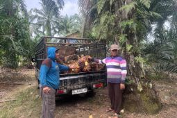 Apkasindo: Pembelian sawit di Barsela Aceh tak sesuai ketetapan pemerintah