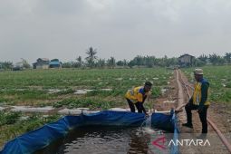 BWS pasok air petani Penajam jaga produksi semangka saat kemarau