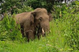 FK PECI dorong penyelamatan koridor gajah