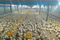 Pemerintah Aceh dorong sistem closed house genjot ayam pedaging