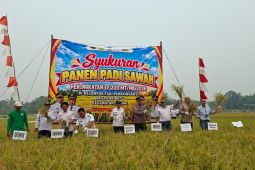 Terdampak kemarau, produksi padi di Desa Lok Batu menurun