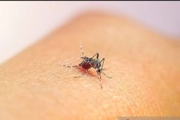 Kasus malaria di Aceh Jaya kembali merebak karena aktivitas pertambangan
