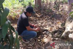 Dua buah batu yoni Situs Pocangan di Jember hilang diduga dicuri