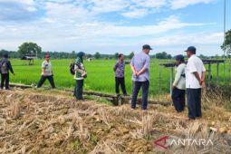 Pemkab Sumenep tingkatkan produksi pertanian melalui Gede Taninya