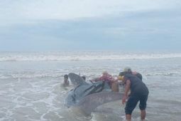 Nelayan bantu selamatkan paus raksasa yang terdampar di pesisir Abdya