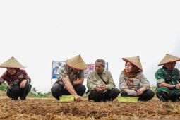 Pemkab Deli Serdang kembangkan budidaya bawang merah di Kecamatan Namorambe