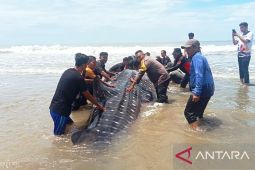 Tak tertolong, hiu bintang raksasa yang terdampar di Aceh mati