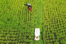Pupuk Indonesia tegaskan petani jadi prioritas pupuk terjangkau