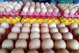 Harga telur ayam ras di pasar Tanjungpandan stabil