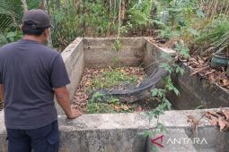 Pembudi daya ikan di Gunung Mas terpaksa panen dini imbas kemarau