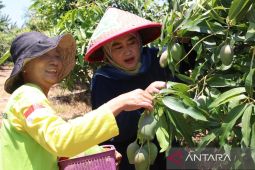 Genjot Pangan Produktif, Pemkot Wajibkan Program Urban Farming di Cirebon Setiap RW