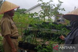 Pangkalpinang kembangkan PKWT tingkatkan ketahanan pangan keluarga