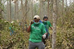 Orang utan Kutai Timur diselamatkan, dikembalikan ke habitatnya