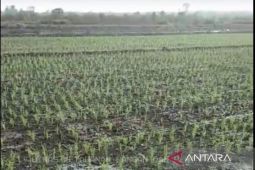 Pemkab Bangka Barat-BWS Babel bantu pengairan sawah