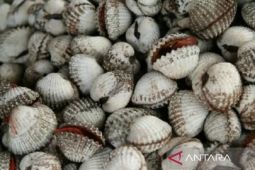 Pemerintah Bangka Barat fasilitasi bantuan benih kerang ke pokdakan