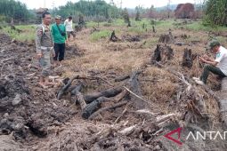 Satpol PP Bangka hentikan perluasan area kebun sawit di Sungai Upang