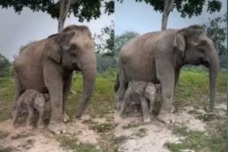 Seekor anak gajah berjenis kelamin jantan lahir di TN Tesso Nilo Riau