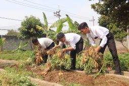 Lapas Kediri panen ubi cilembu hasil budi daya warga binaan