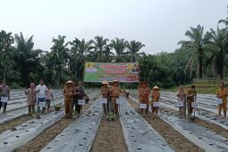Paluta genjot produksi cabai merah untuk jaga pasokan dan kendalikan inflasi